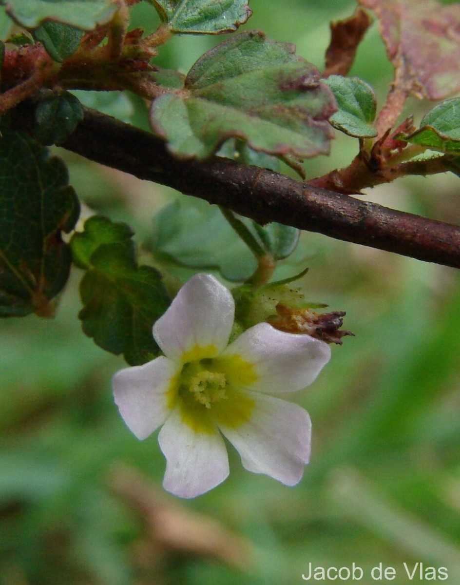 Melochia corchorifolia L.